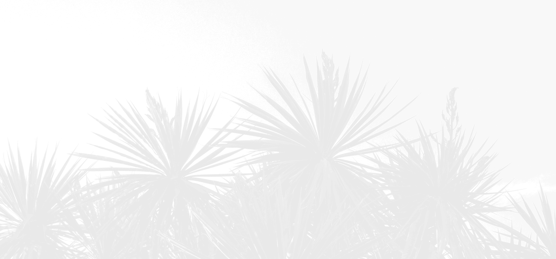 yucca